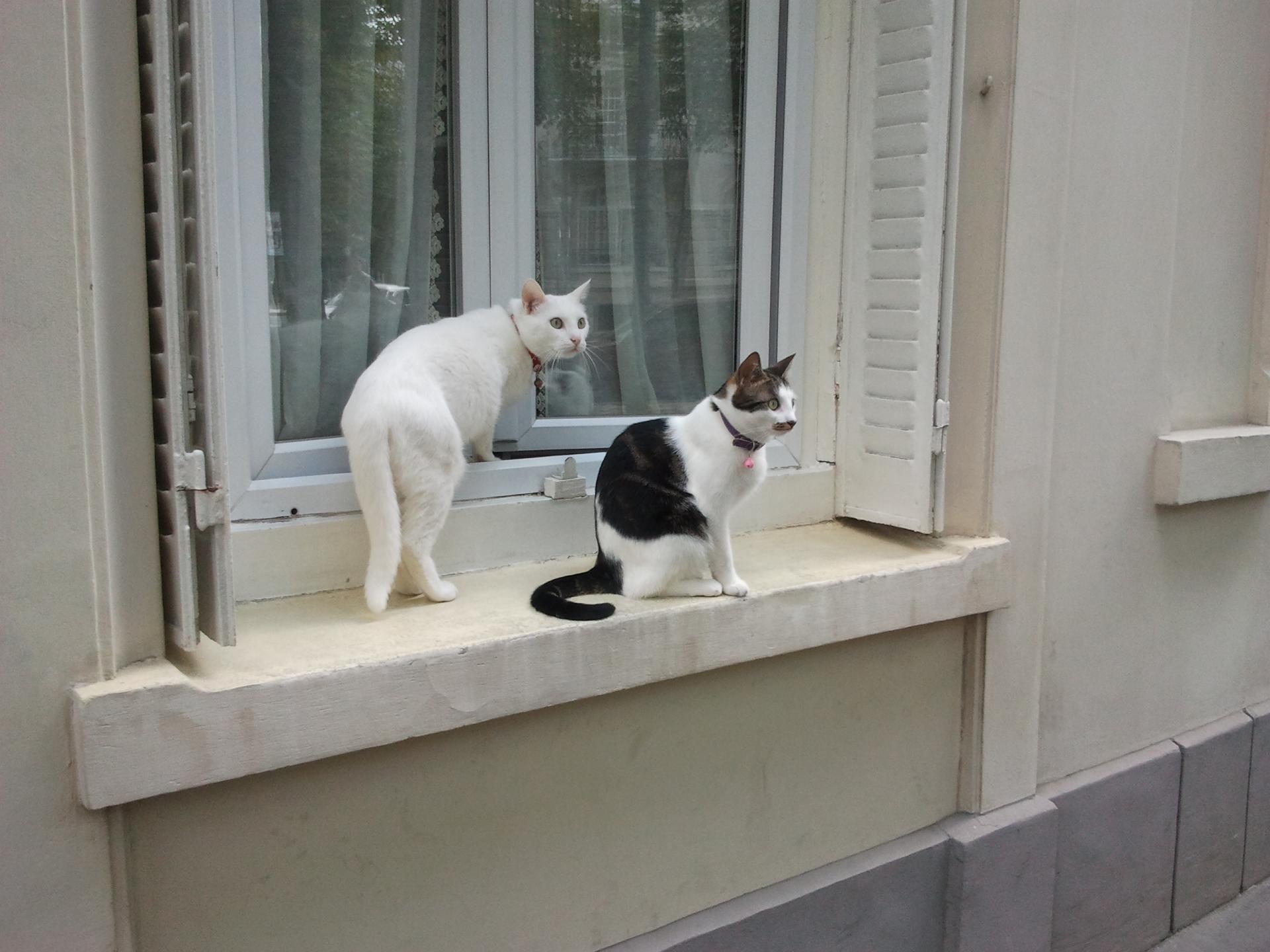 Jamais vu chat